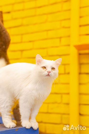 Кошка в дар