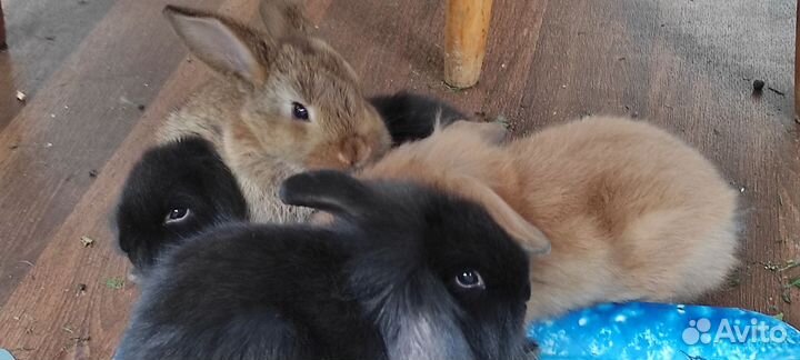 Декоративные кролики