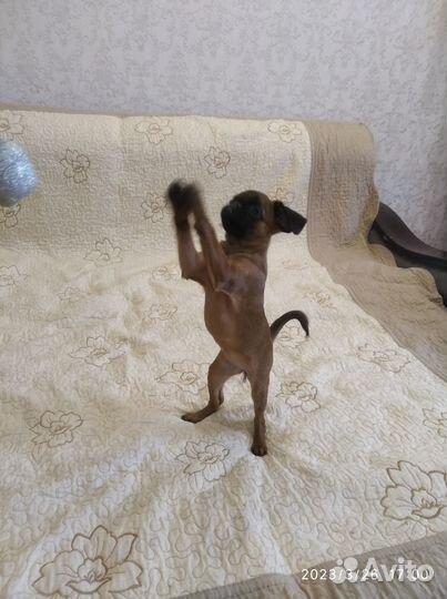 Щенки пти брабансона