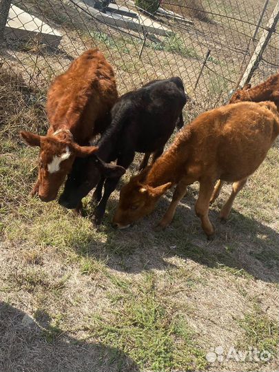 Бычок и телки