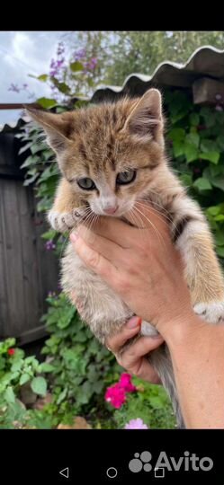 Отдаю котика