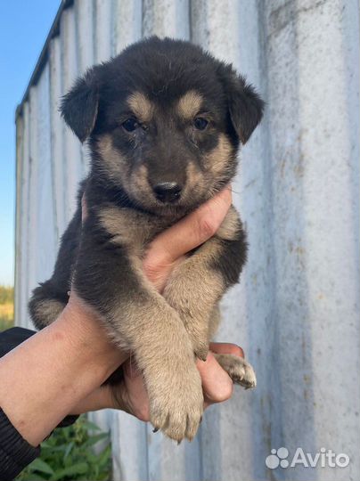 Щенок мальчик