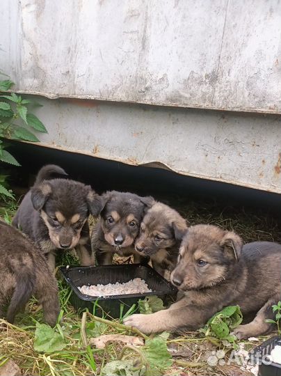 Щенок мальчик