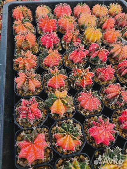 Кактус гимнокалициум вариегатный