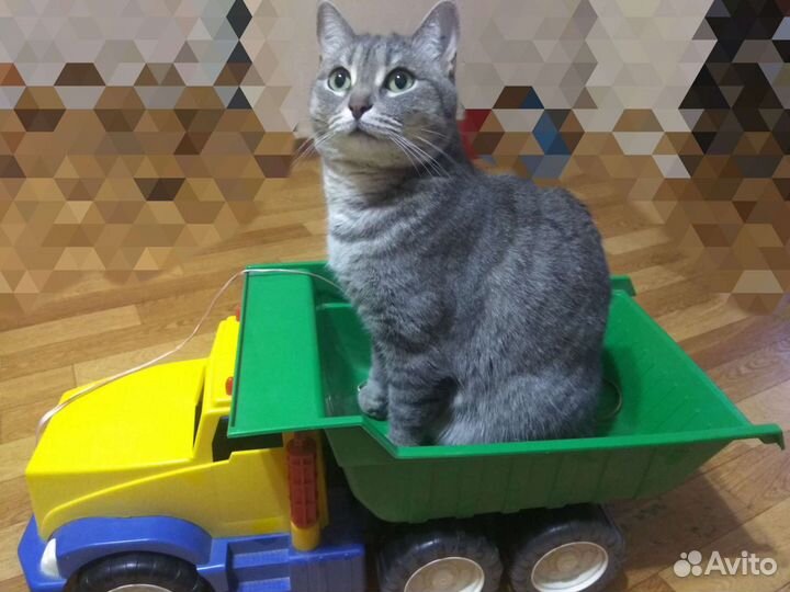 Большой игрушечный грузовик