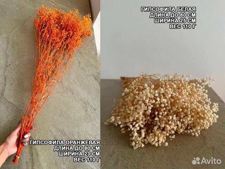 Гипсофила стабилизированная