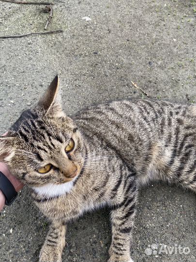 Молодой котик