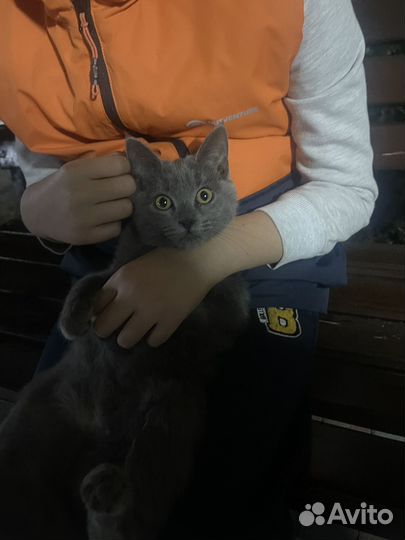 Британская