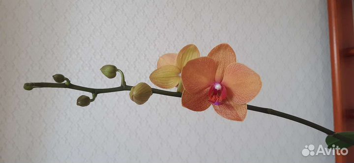 Орхидея фаленопсис