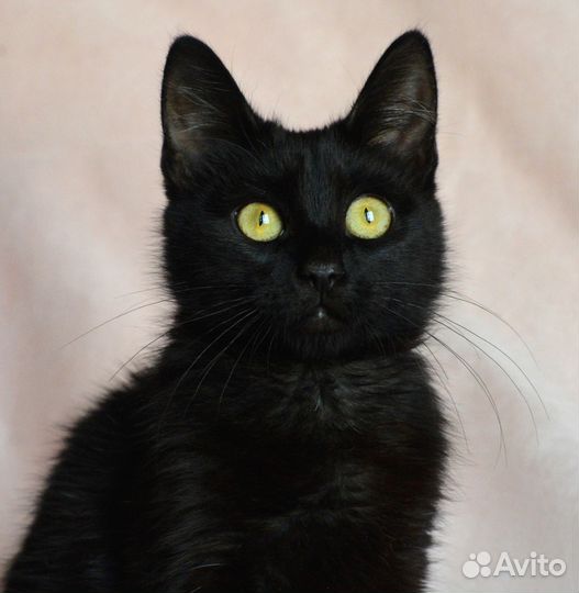 Блэкки ищет дом