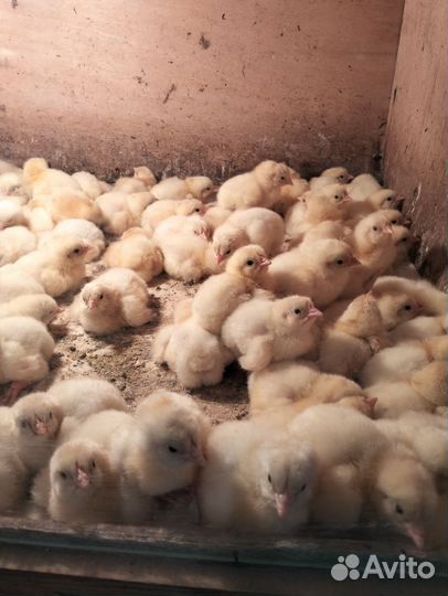 Бройлеры кооб 500, Росс 308