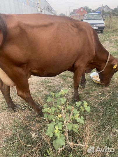 Коровы дойные молочные