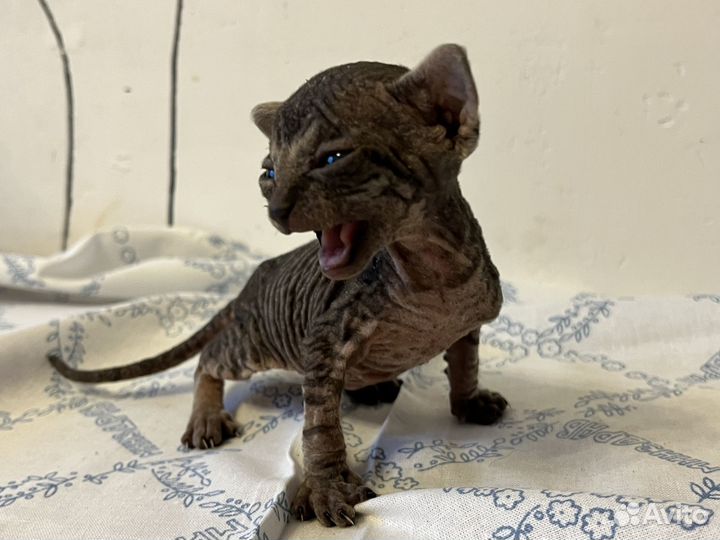 Котята сфинкс