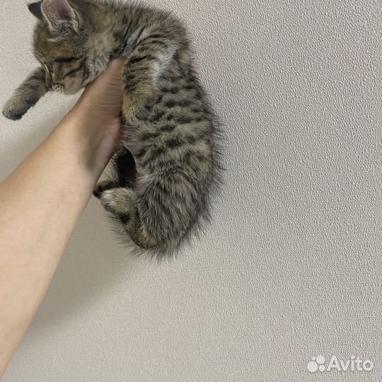 Котенок