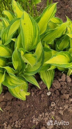 Саженцы цветов