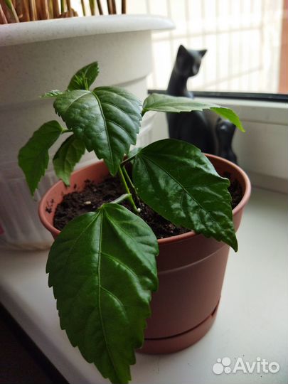 Продам цветы комнатные