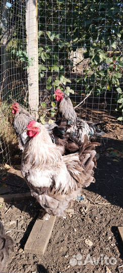 Петух брама годовалый