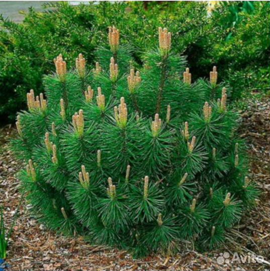 Сосна горная пумилио