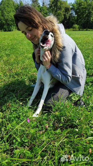 Выгул собак