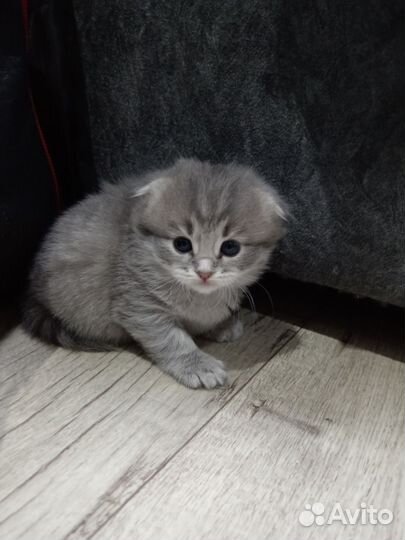 Вислоухие котята