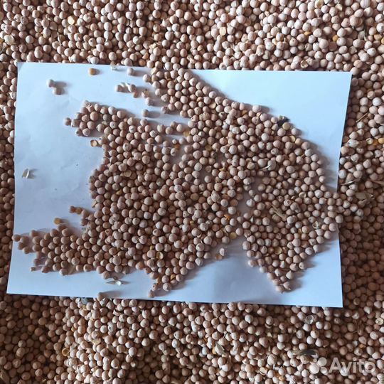 Продаю нут, просо, овёс, ячмень