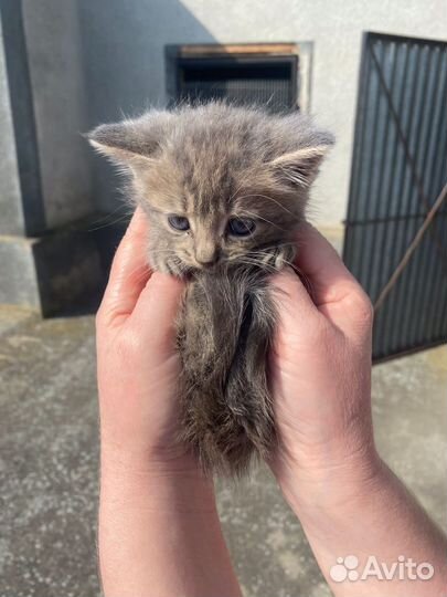 Котята в добрые руки мальчики