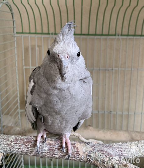 Корелла безщекая