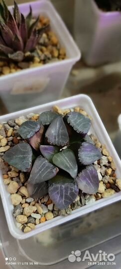 Суккуленты набор