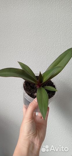 Традесканция рео в горшке 0.3 л