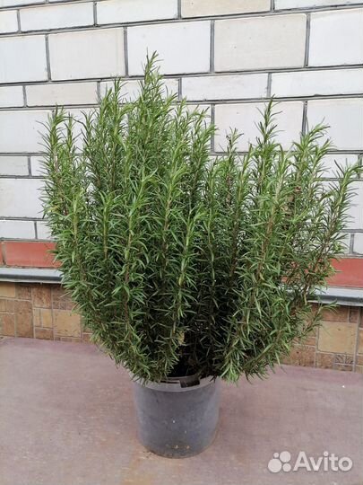 Розмарин в горшке
