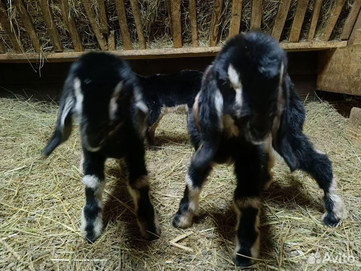 Козочки 50 шами