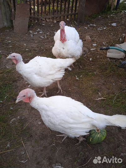 Мясо домашней индейки