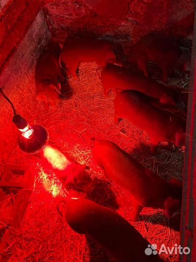 Поросенок дюрок