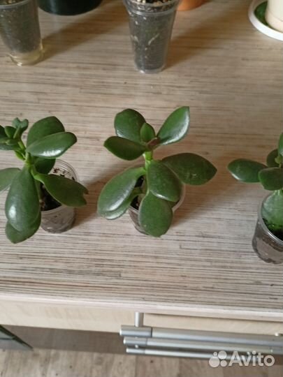 Крассула толстянка(денежное дерево