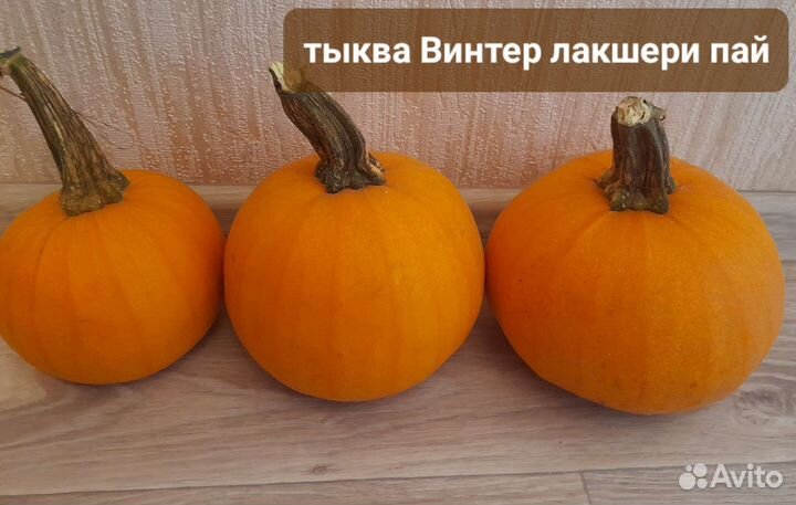 Тыква коллекционные семена
