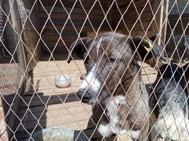 Собака ищет дом