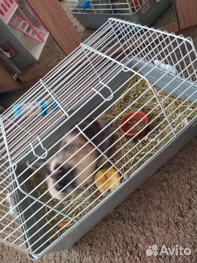 Декоративные кролики