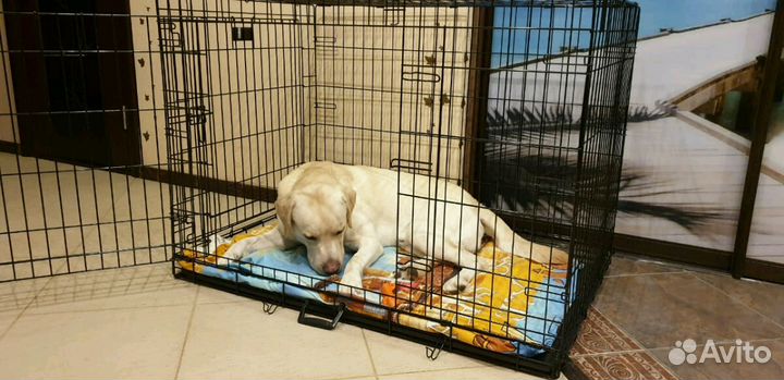 Клетки в аренду для собак и кошек