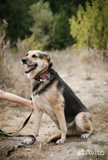 Собака в добрые руки бесплатно