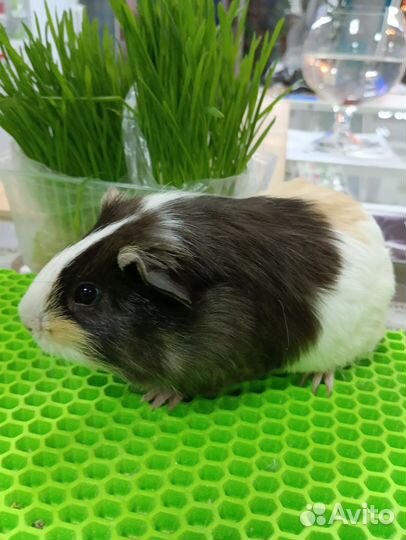 Морская свинка