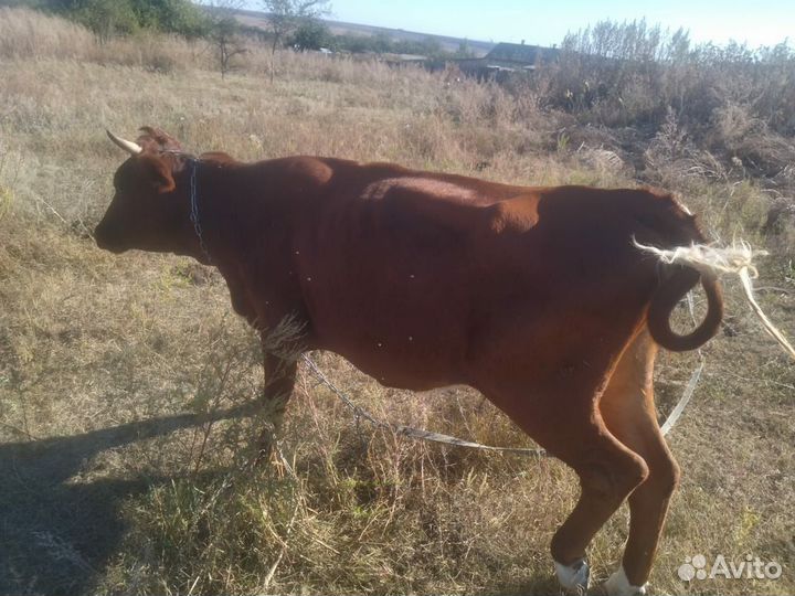 Корова первотелка