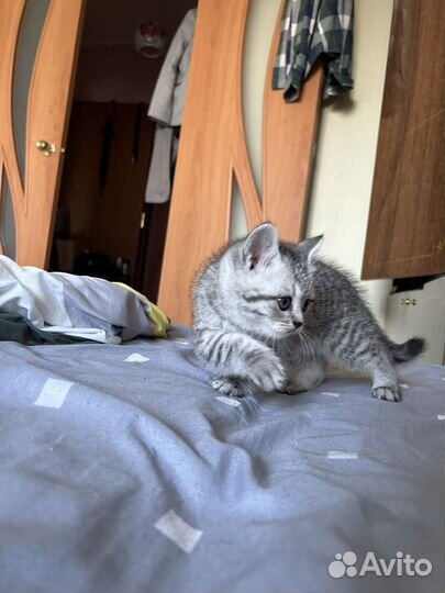 Британские котята