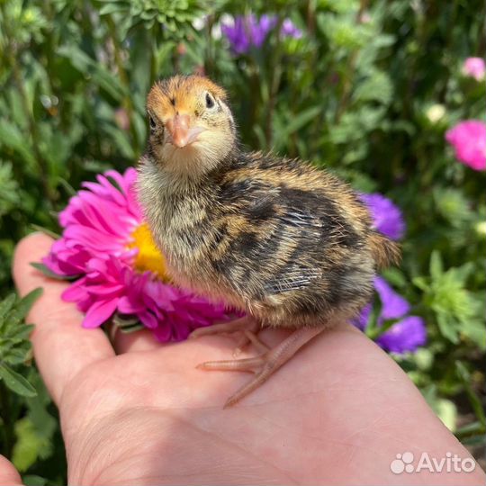 Перепела фараон феникс техас смокинговые