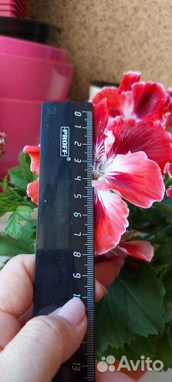 Герань пеларгония Оранжевая