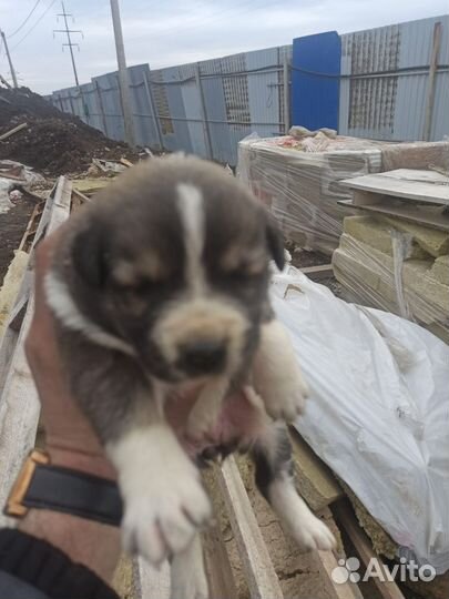 Четыре девочки в добрые руки