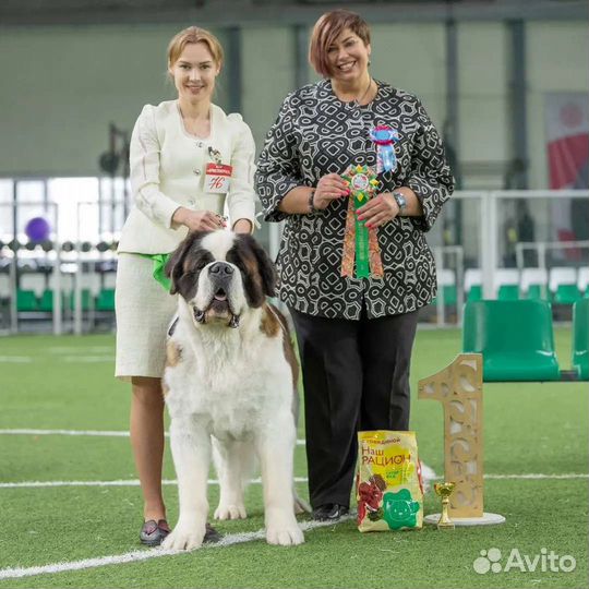 Сенбернар вязка