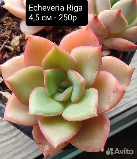 Суккуленты 4