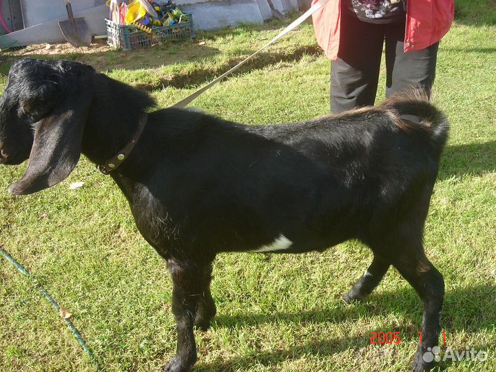 Нубийский козел