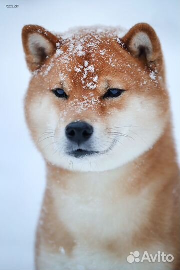 Кобель чемпион сиба шиба для вязки