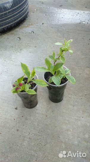 Вейгела красный цвет